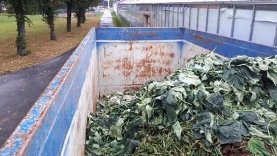 Organisk avfall fra agurkproduksjon. Foto Astrid S. Andersen